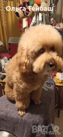 Пудел момче търси приятелка, снимка 6 - Пудели - 47853140