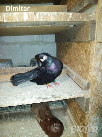 Работеща двойка, снимка 6 - Гълъби - 52793754