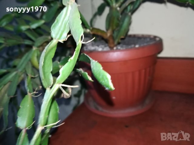 ЦВЕТЕ В САКСИЯ-КОЛЕДАРЧЕ 1802240754, снимка 9 - Стайни растения - 44348218