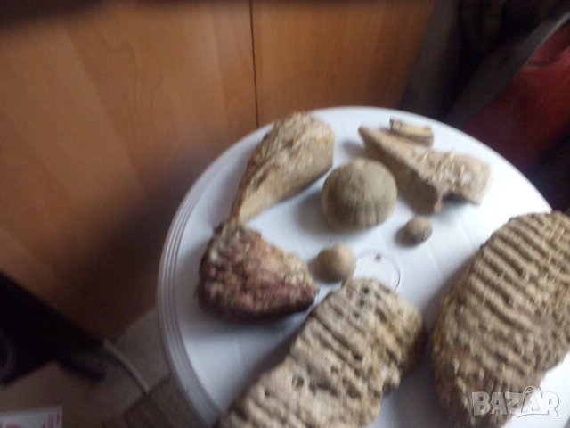 Антики, вкаменелости от тиранозавър зъби и нокът и др, снимка 4 - Други ценни предмети - 39383283