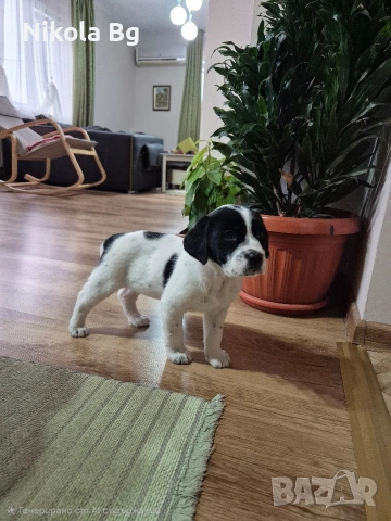 продаваме лабрадор 