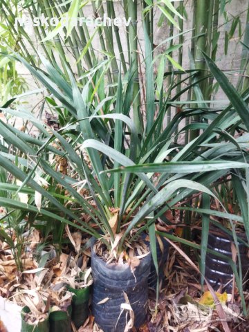 Вкоренени растения студоустойчива Юка на 1-3 год., снимка 13 - Градински цветя и растения - 38750889