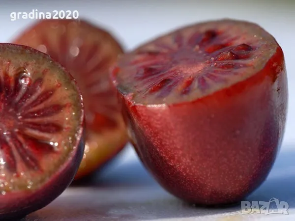 Червено киви - Налични 4 сорта Студоустойчиви, снимка 6 - Разсади - 49381590