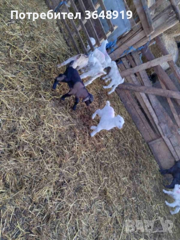 Продавам новородени ярета