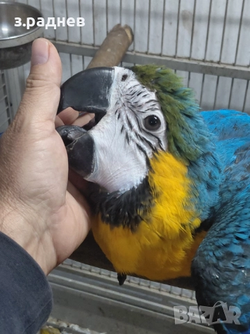 Бебета синьожълт ара 