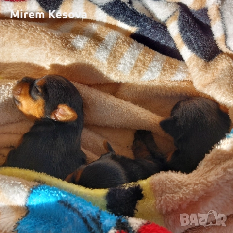 Мини йоркширски териер (мини йорки) момченца, снимка 11 - Йоркширски териер - 52353564