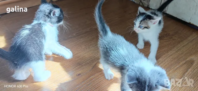 котенца малки коте, снимка 4 - За котки - 56307488