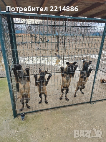 Белгийски овчарки-Малиноа , снимка 8 - Други - 52341802