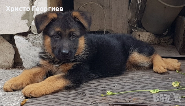 Развъдник”Georgiev Nouse”продава малки чистокръвни немски овчарки женски, снимка 14 - Немска овчарка - 51432181
