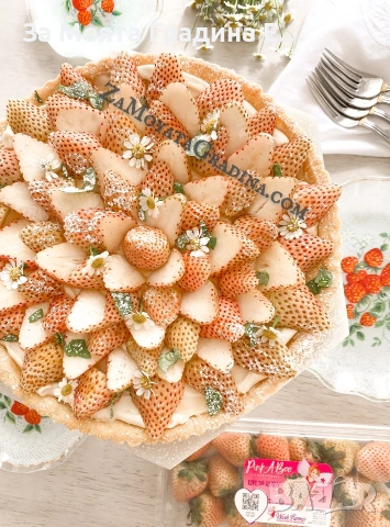 Ананасова Ягода - Бяла Ягода с вкус на Ананас , снимка 2 - Разсади - 53623978