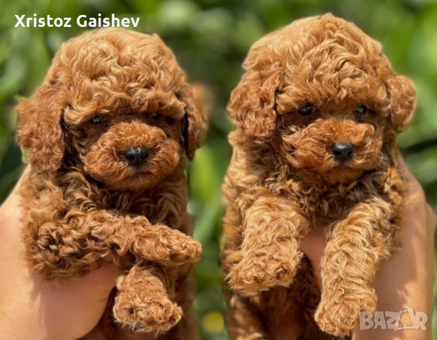 Женски Той пуделчета , снимка 1