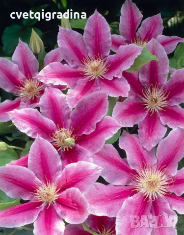 Clematis Doctor Ruppel (клематис Д-р Рупел)