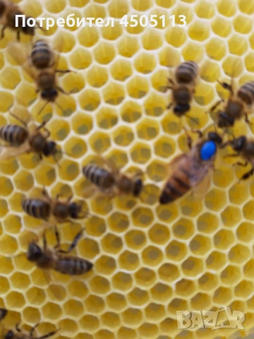 Пчелни семейства и одводки на 4 рамки, снимка 5 - За пчели - 53810223