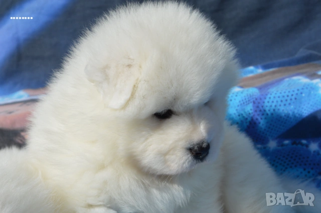 Самоед бебета