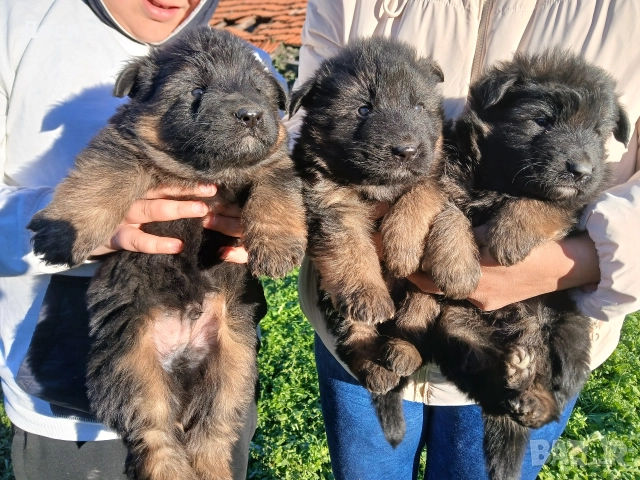 дългокосмести немски овчарки, снимка 8 - Немска овчарка - 52960638