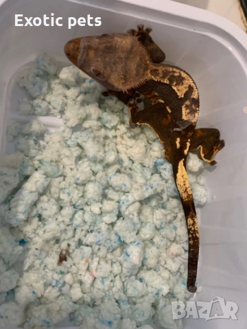 Ресничест гекон, бананояден гекон, Rhacodactylus ciliatus, , снимка 6 - Гекон - 52913787