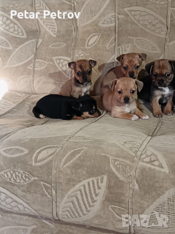 Мини пинчер чихуахуа, снимка 3 - Чихуахуа - 52816462