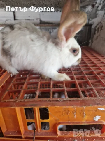 Продавам     зайци, снимка 5 - Други - 56362901