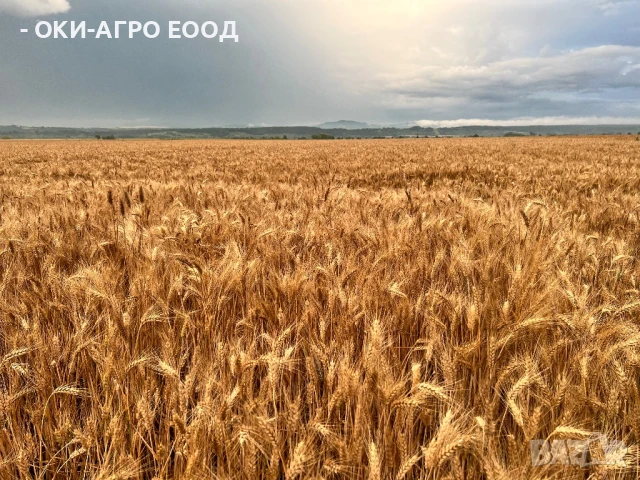 Фуражи / Зърна - Пакетирано / Насипно - Големи и малки количества, снимка 7 - Други стоки за животни - 50679841