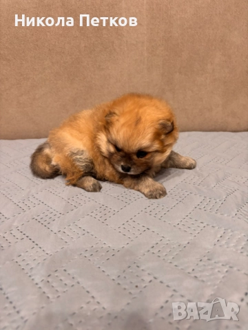 Померанчета, снимка 8 - Померан - 52997235