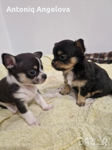 бебета чихуа на 50 дена с първа  ваксина , снимка 6 - Чихуахуа - 53803931