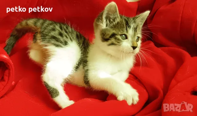 Подарявам котенце - момченце на два месеца