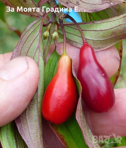 Дрян-Панчаревски Дрян , снимка 6 - Градински цветя и растения - 53634895