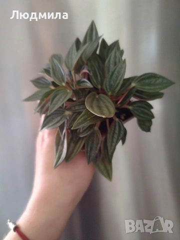 Пеперомия Роса 