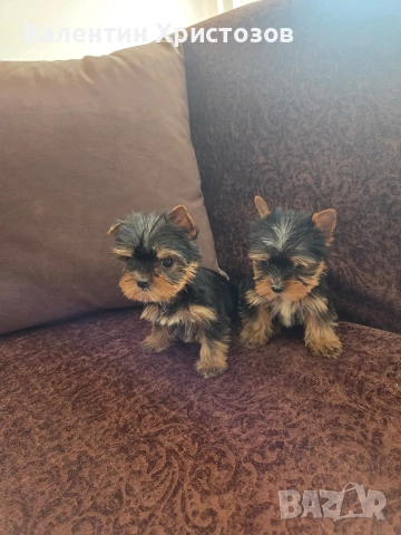 йоркширски териер йорки мини