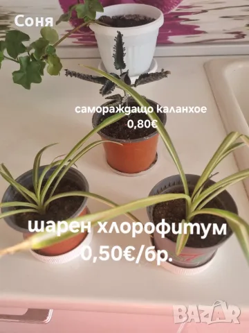 Различни  цветя , снимка 15 - Стайни растения - 50757911