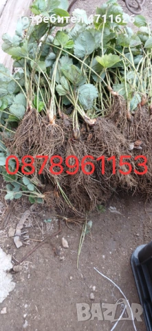 Разсад ягоди целогодишни , снимка 13 - Разсади - 53613985