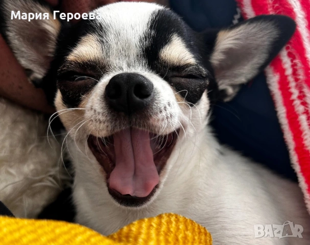 Чихуахуа женско