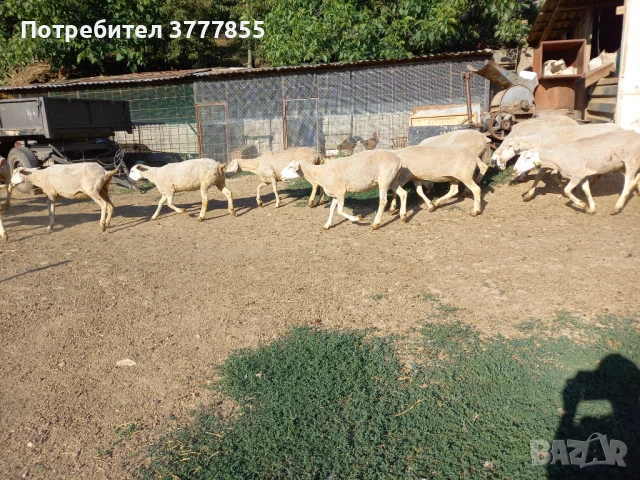 Стадо овце - Скоро раждат !, снимка 8 - Овце - 50899413