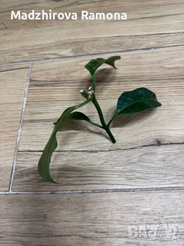 Hoya praetorii , снимка 4 - Стайни растения - 52647265