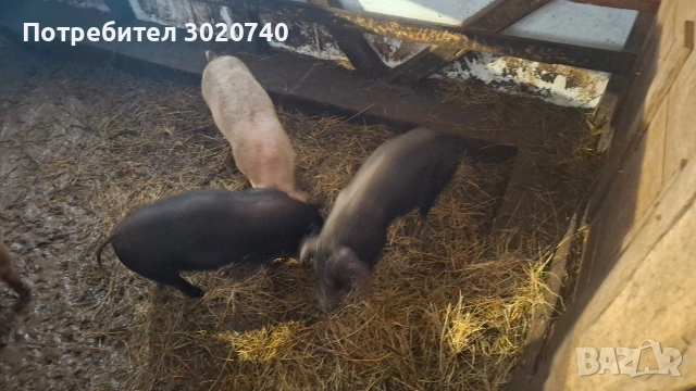 прасета на 2 месеца, снимка 4 - Прасета - 53308047