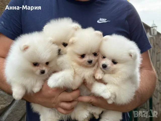 Мини померан момченца и момиченца, снимка 9 - Померан - 55783561