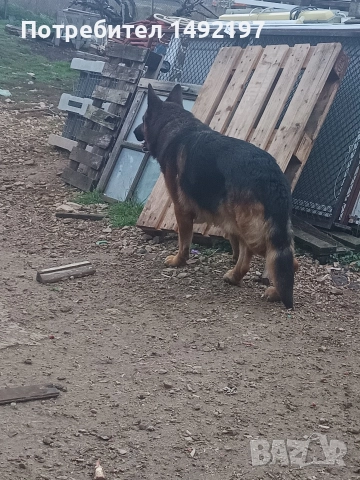 Сръбско мъжко куче немска овчарка за разплод със всички документи., снимка 6 - Немска овчарка - 52792331