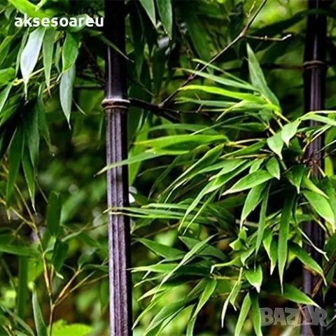 100 бр. нови висококачествени семена Студоустойчив черен бамбук от САЩ за Декорация дома грасдината, снимка 11 - Сортови семена и луковици - 49812622