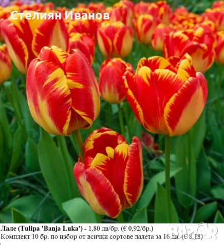 СОРТОВИ ЛАЛЕТА – ЛУКОВИЦИ - част 1, снимка 15 - Сортови семена и луковици - 52372815