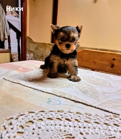 Мини йоркширски териерчета , снимка 3 - Йоркширски териер - 52658305