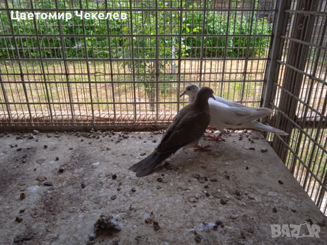 Сенегалски гургулици-1 мъжки, снимка 4 - други­ - 41202178