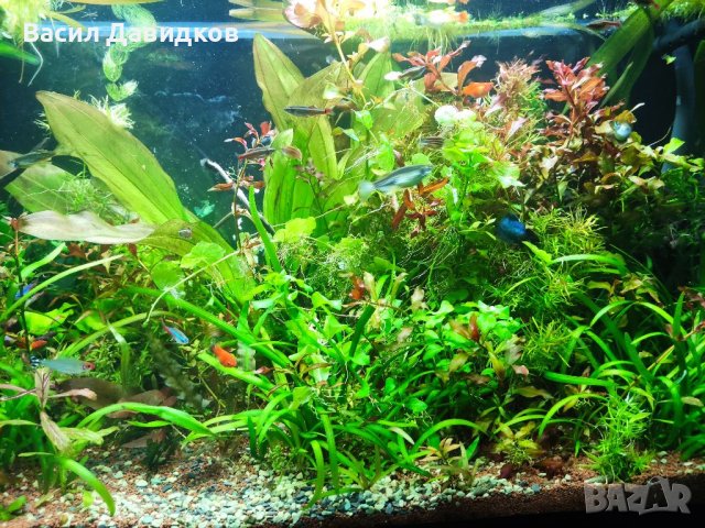Растения за аквариум и езеро , имам излишни стартирани аквариуми., снимка 4 - Други - 40840532