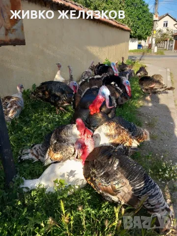 Продавам домашно гледани пуйки, снимка 6 - Кокошки и пуйки - 49611876
