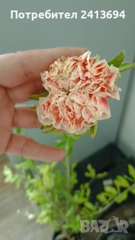 нар -ядлив с кичести пъстри цветове punica granatum Lingerie , снимка 2 - Градински цветя и растения - 52896816