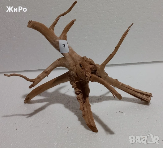 Корен от Азалия /декорация/ 3