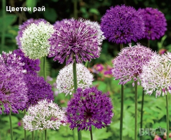 Alium по три луковички в саксия , снимка 2 - Градински цветя и растения - 52213235