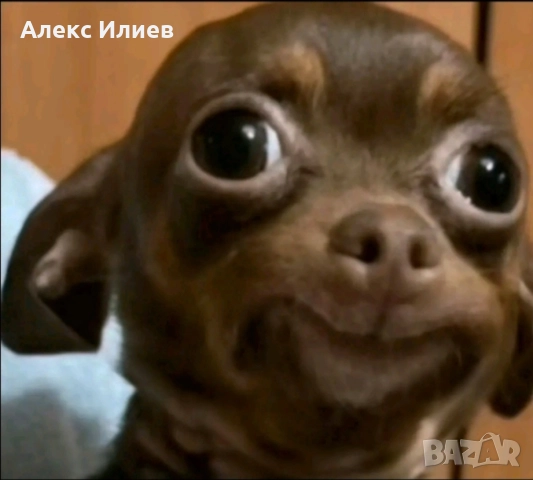 Куче порода SMILEY