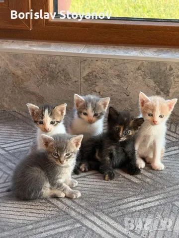 Подаряваме прекрасни малки котенца