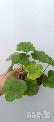 Сортови мушката, снимка 3 - Стайни растения - 52062315