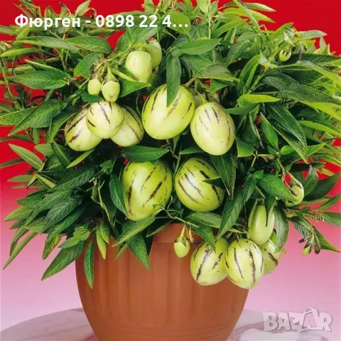  Пепино - Пъпешово дърво СЕЗОННА РАЗПРОДАЖБА !!!